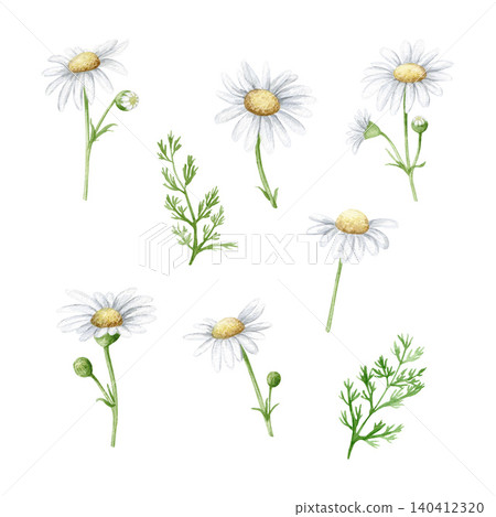 Field chamomile flowers, buds and green leaves watercolor isolated illustration set. Hand drawn botanical blooming plant clipart for summer floral designs. Realistic detailed drawing. Field chamomile flowers, buds and green leaves watercolor isolated illustration set. Hand drawn botanical blooming plant clipart for summer floral designs. Realistic detailed drawing. 140412320