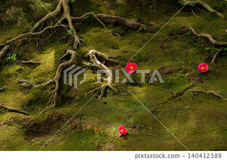 Photographing camellias blooming in spring at Jonangu Shrine in Fushimi Ward, Kyoto City Photographing camellias blooming in spring at Jonangu Shrine in Fushimi Ward, Kyoto City 140412389