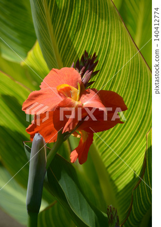 Canna Canna 140412774