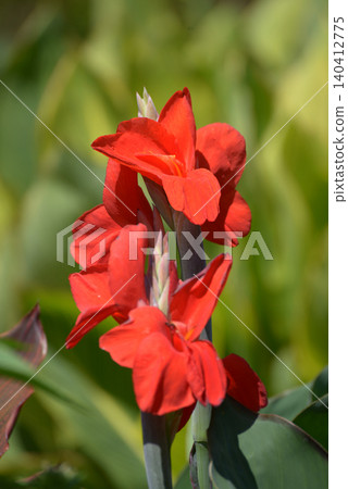 Canna Canna 140412775