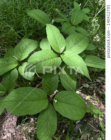 Two-flowered Chloranthus blooming quietly in the early summer forest. 140412785