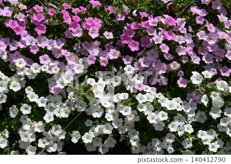 Petunia Flower Pattern 140412790