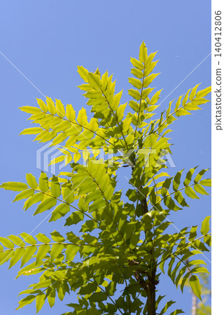 白花蛇舌草 白花蛇舌草 140412806
