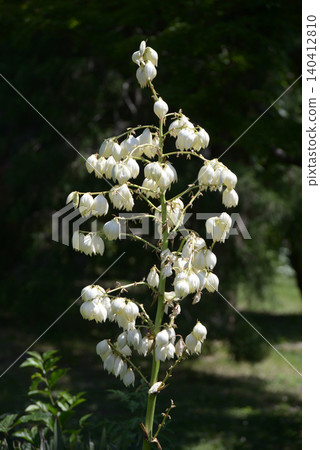 Atsuba Kimigayoran Atsuba Kimigayoran 140412810