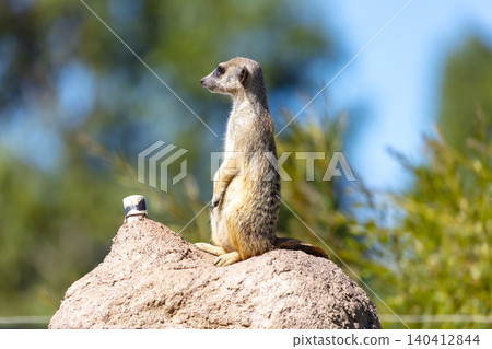 A Meerkat standing on a rock and looking at things around them 140412844