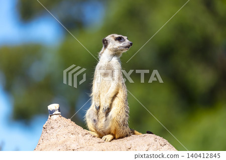 A Meerkat standing on a rock and looking at things around them A Meerkat standing on a rock and looking at things around them 140412845