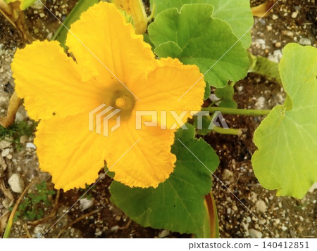 迷你南瓜花(家庭花園,自然光) 迷你南瓜花(家庭花園,自然光) 140412851