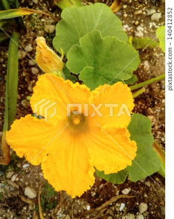 微型南瓜花和花苞（自然光，垂直構圖） 140412852