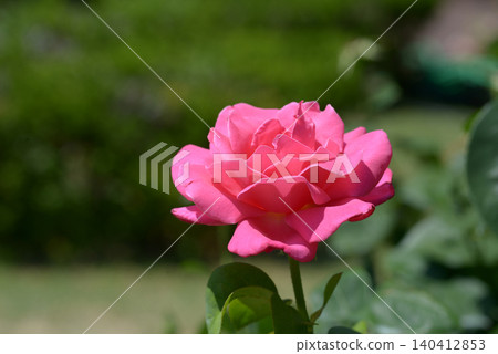 Perfume delight rose flower 140412853
