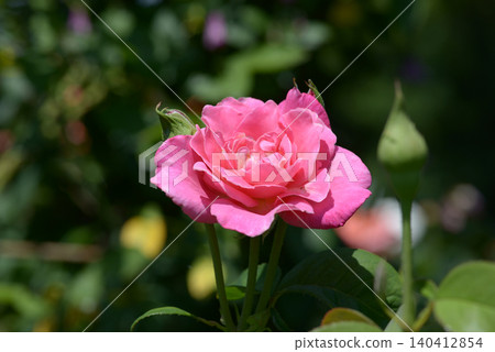 Perfume delight rose flower 140412854