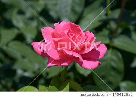 Perfume delight rose flower Perfume delight rose flower 140412855