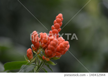Aphelandra·Thinkla Ilana 140412944