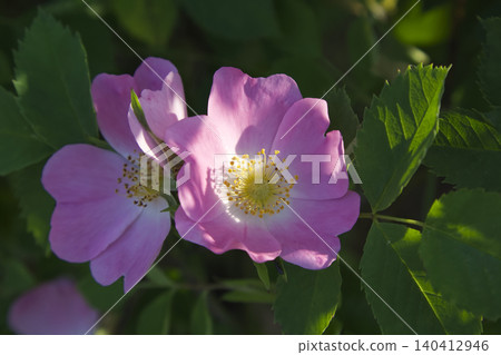 Pink Wild Rose Flowers in Leafy Bush Closeup Pink Wild Rose Flowers in Leafy Bush Closeup 140412946