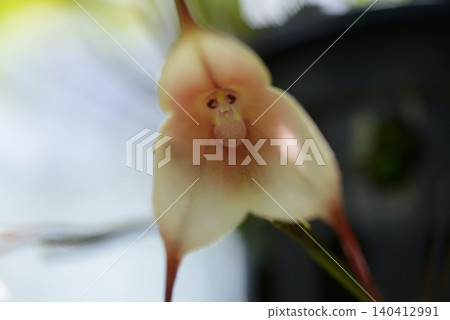 Dracula amaliae Monkey Orchid Dracula amaliae Monkey Orchid 140412991