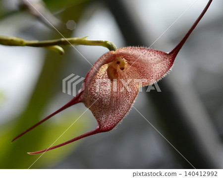 Dracula sennemarkii Monkey Orchid Dracula sennemarkii Monkey Orchid 140412992