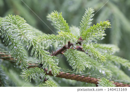 Pine Branch Needles Covered in Rain Droplets Closeup 140413169