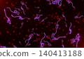 Microscopic view of infectious Ebola Virus cells (virions) and red blood cells flowing through the human bloodstream.  140413188