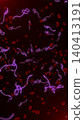 Microscopic view of infectious Ebola Virus cells (virions) and red blood cells flowing through the human bloodstream.  140413191