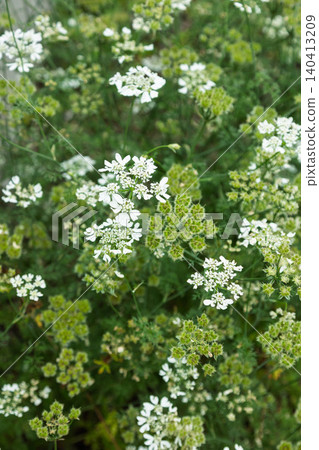 White lace flower White lace flower 140413209