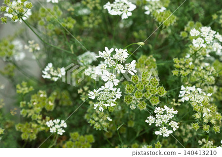 白色蕾絲花 白色蕾絲花 140413210