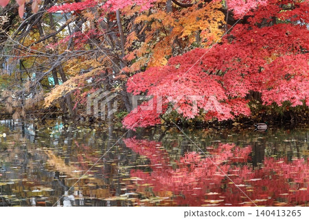 鮮紅的秋葉和池塘 140413265