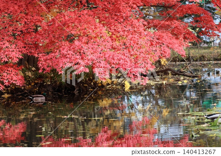 鮮紅的秋葉和池塘 鮮紅的秋葉和池塘 140413267