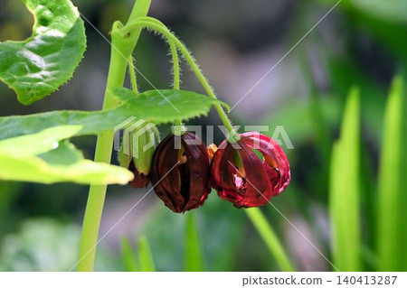 The beautiful purplish-brown flowers of the Hakkakuren, native to Taiwan and China, bloom drooping beneath its large leaves. The beautiful purplish-brown flowers of the Hakkakuren, native to Taiwan and China, bloom drooping beneath its large leaves. 140413287
