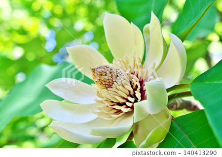 White Magnolia Flowers (Spring, May) White Magnolia Flowers (Spring, May) 140413290