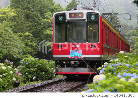 Hakone Tozan Railway 1000 series train passes through a field of blooming hydrangeas. 140413305