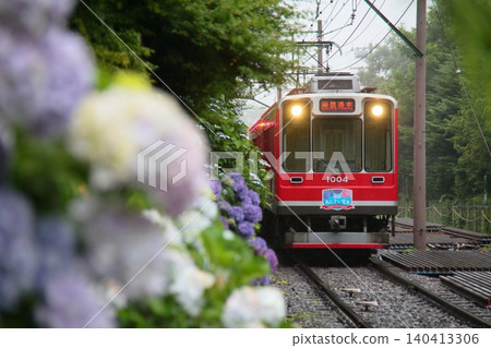箱根登山鐵道1000系列車駛過一片盛開的繡球花田。 箱根登山鐵道1000系列車駛過一片盛開的繡球花田。 140413306