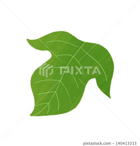 Morning glory leaf illustration material - summer plant material with visible leaf veins Morning glory leaf illustration material - summer plant material with visible leaf veins 140413315