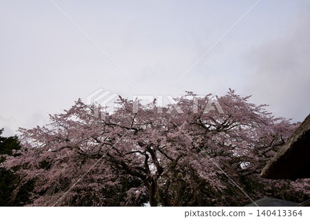 Cherry blossoms in full bloom and thatched roofs Cherry blossoms in full bloom and thatched roofs 140413364