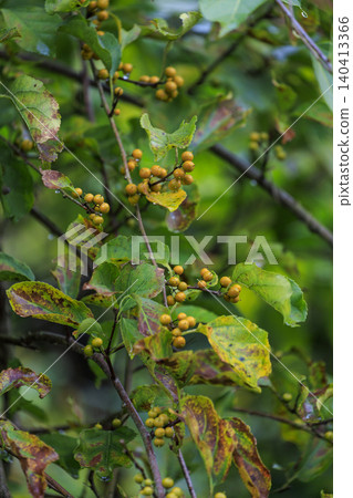 Autumn forest scenery: Celastrus orbiculatus berries bearing yellow fruit. Autumn forest scenery: Celastrus orbiculatus berries bearing yellow fruit. 140413366