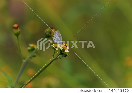 A Japanese grass blue butterfly perched on a chinaberry flower in an autumn field. A Japanese grass blue butterfly perched on a chinaberry flower in an autumn field. 140413370