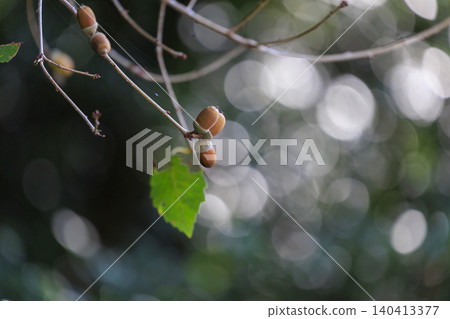秋日森林裡,陽光透過樹葉灑下,橡實在陽光下閃閃發光。 秋日森林裡,陽光透過樹葉灑下,橡實在陽光下閃閃發光。 140413377
