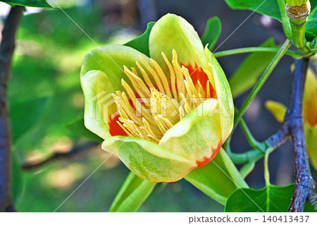 Tulip tree flowers in bloom (spring, May) Tulip tree flowers in bloom (spring, May) 140413437