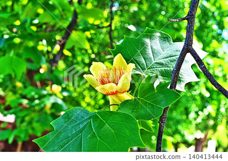 Tulip tree flowers in bloom (spring, May) Tulip tree flowers in bloom (spring, May) 140413444