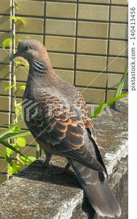 A full-body shot of a turtle dove perched on a concrete wall. 140413456