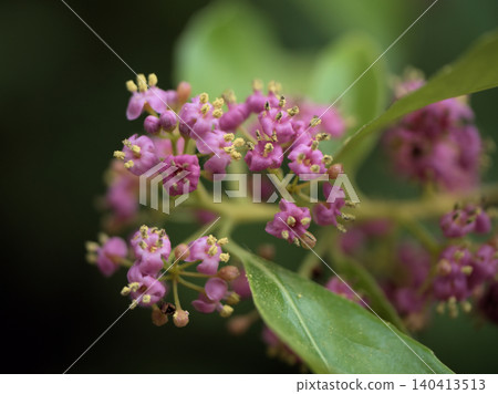 The lovely pink flowers of the "Nanaminoki" tree bloomed in June. The lovely pink flowers of the "Nanaminoki" tree bloomed in June. 140413513