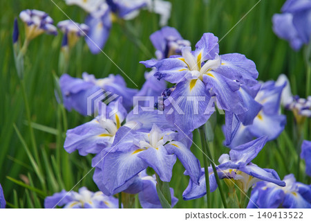 Irises at Yokosuka Iris Garden Irises at Yokosuka Iris Garden 140413522