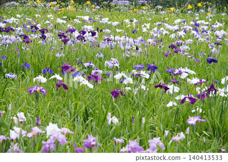 Irises at Yokosuka Iris Garden Irises at Yokosuka Iris Garden 140413533