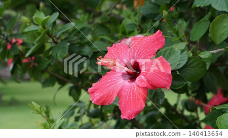 Hibiscus flowers shining after the rain Hibiscus flowers shining after the rain 140413654