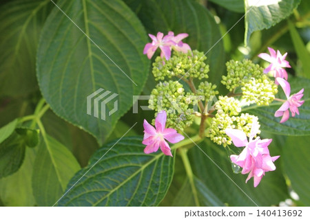 可愛的粉紅色繡球花 可愛的粉紅色繡球花 140413692