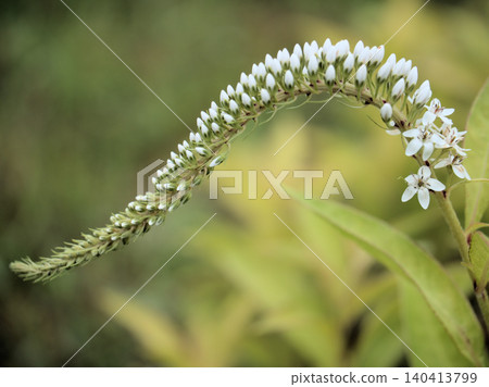 The pretty white flowers of loosestrife blooming in June The pretty white flowers of loosestrife blooming in June 140413799