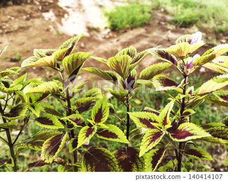 Overhead close-up of a coleus scutellarioides plant, also known as daun miana, with vibrant green and red leaves growing in a garden bed with a wooden fence and grassy area in the Overhead close-up of a coleus scutellarioides plant, also known as daun miana, with vibrant green and red leaves growing in a garden bed with a wooden fence and grassy area in the 140414107