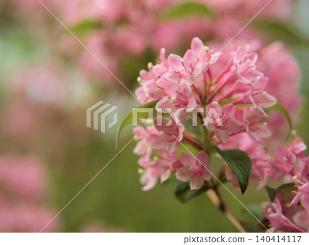 The pink flowers of the Weigela florida bloomed beautifully in April. The pink flowers of the Weigela florida bloomed beautifully in April. 140414117