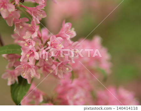 The pink flowers of the Weigela florida bloomed beautifully in April. 140414118