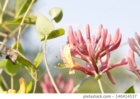 Blooming Pink and Yellow Honeysuckle Flowers Closeup 140414537