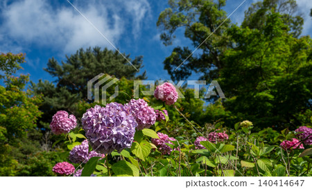 Pink and purple hydrangeas blooming under the blue sky Pink and purple hydrangeas blooming under the blue sky 140414647