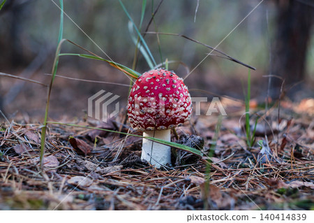 Young fly agaric mushroom among pine needles grass Young fly agaric mushroom among pine needles grass 140414839